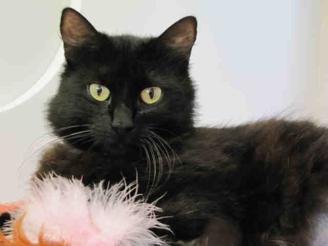 Pet of the Week – Yuruichi