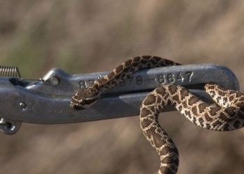 Rising temps roust rattlesnakes