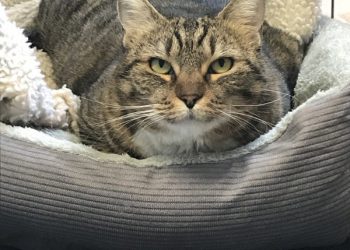 MTS to add Trolley service for Holiday Bowl, New Year’s Eve