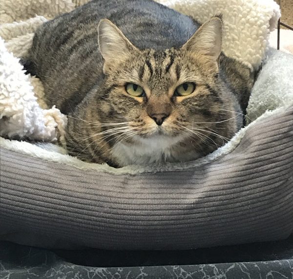 Animals from Camp Fire will be available for adoption at San Diego Humane Society