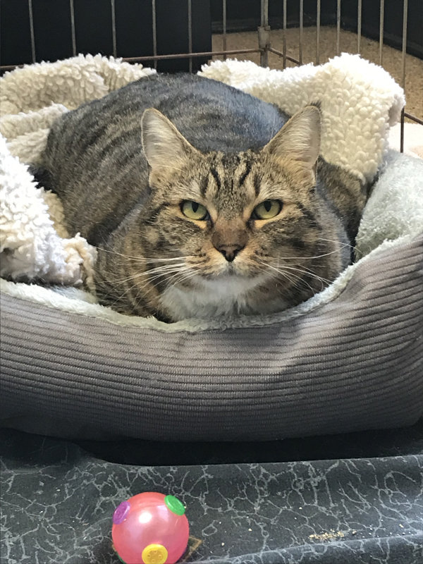 Animals from Camp Fire will be available for adoption at San Diego Humane Society