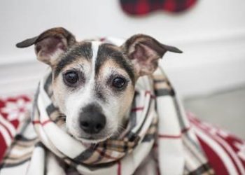 Point Loma-based Pacific Records set to drop new releases