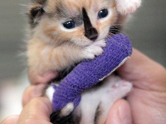 Airport Authority allows Lyft and Uber to operate at Lindbergh Field