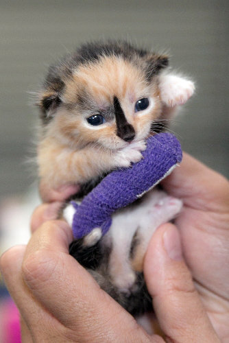 Top 10 cat names in San Diego