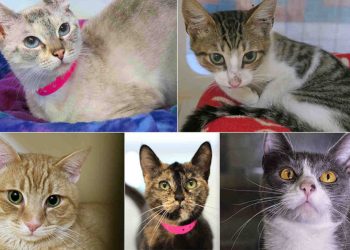 Birch Aquarium plans major expansion project