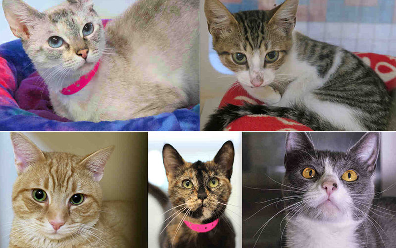 Cat adoption fees waived for ‘Fall in Love’ special