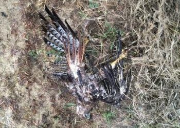 Man pleads guilty in La Jolla Maserati theft