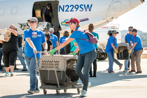San Diego Humane Society takes in 93 dogs to create space for pets displaced by Hurricane Michael