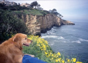 Underwater charm, from sand dollars to sea lions