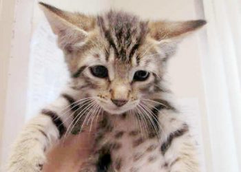 OBTC urges everyone to 'mallow out'