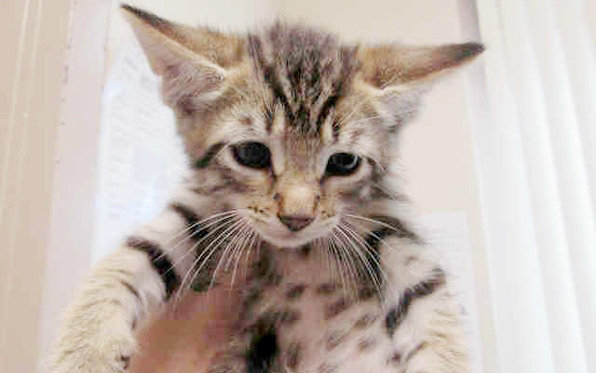 Name your purrrfect price for cat adoptions