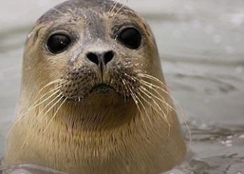 Woman dies in fire in debris-filled La Jolla home