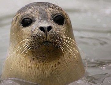 Here's a simple way to flush Children's Pool