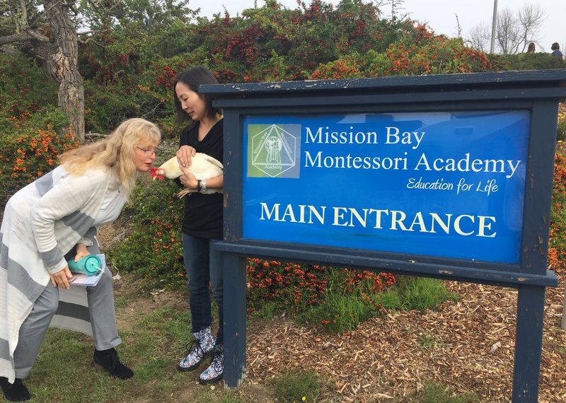 Mission Bay Montessori Principal kisses one-eyed chicken