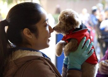 Paw It Forward: donate coats, sweaters for pets of the homeless