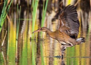 Love Your Wetlands Day in Pacific Beach on Feb. 4