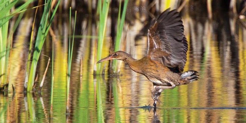 Love Your Wetlands Day in Pacific Beach on Feb. 4