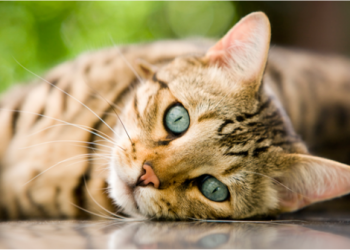 San Diego VA medical center manipulated appointment times, inspector general reports