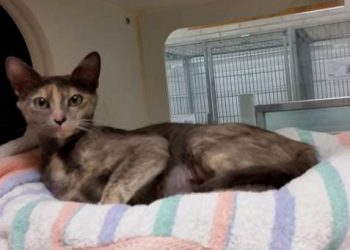 Sand, sun, and summer pet safety tips