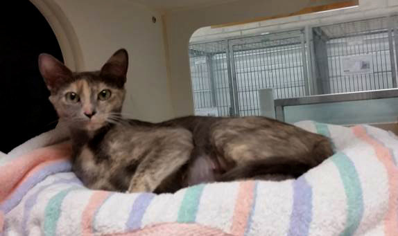 Pet of the Week – Lola