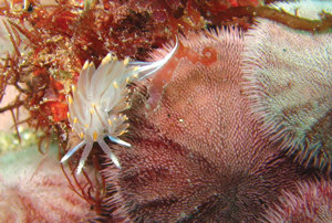 View from 52: Reinventing the library