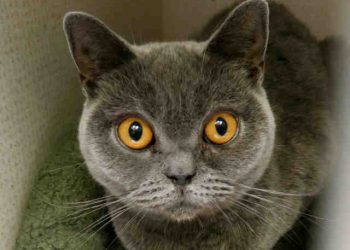 What are the top cat names in San Diego County?