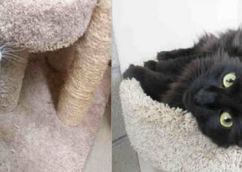 Steve Poltz: Kaaboo ‘will be a hoot’