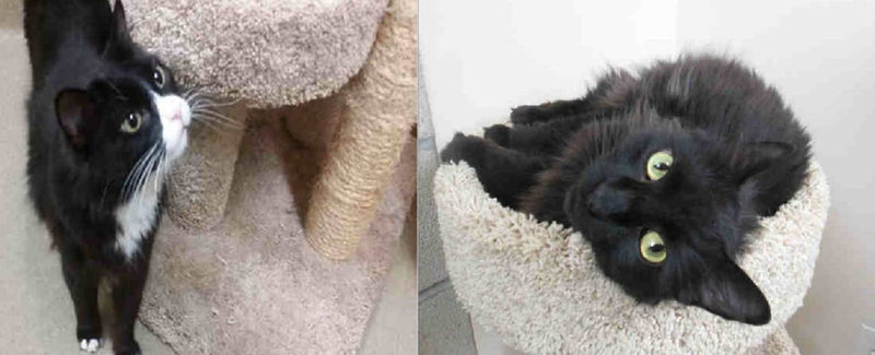 Pets of the Week – Pip and Calico