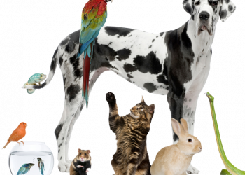 Female robber freed amid 90-day prison study