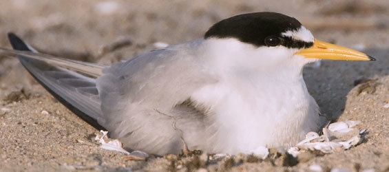 Volunteers to clear path for endangered least terns in Mission Bay