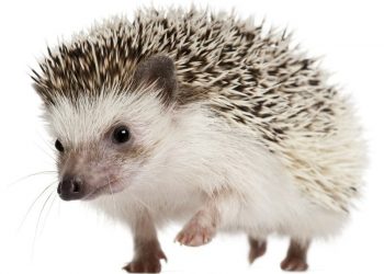 Point Loma scientist elected to National Academy of Sciences