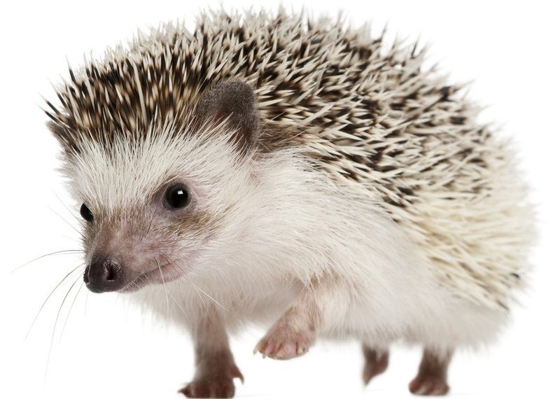 Hedgehogs rescued from Ocean Beach trash can