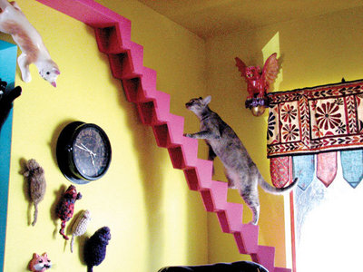 Cats’ House to host fundraiser, open house benefiting FACE Foundation