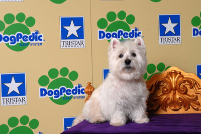 NATIONAL SEARCH FOR DOGPEDIC INFOMERCIAL STAR
