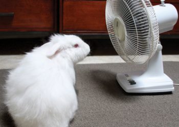 The Stoning of Soroya M Sinks Like a Stone