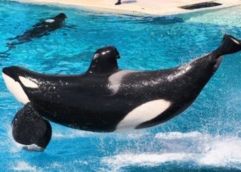 Finnish Files: Four months was too short a time