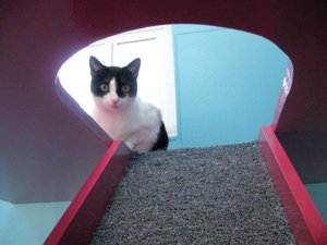 San Diego cat shelter offers a retirement home for cats