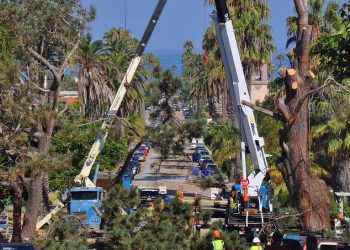 Ocean Beach residents upset as city cuts down Torrey pine