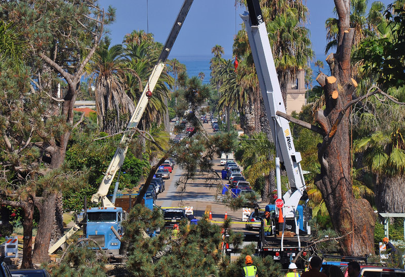 Ocean Beach residents upset as city cuts down Torrey pine