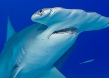 Wayne Dyer, professor of counselor education and spiritual master, dies