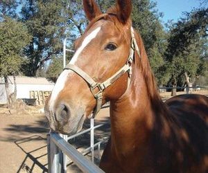 SDPD says goodbye to beloved horses of mounted unit