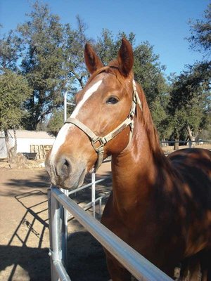 SDPD Honors Officer Clark