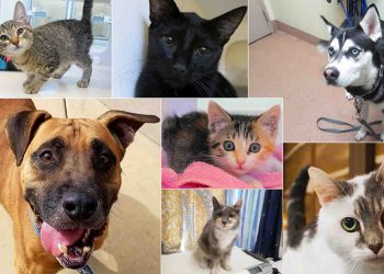 New Year’s resolutions for pet owners