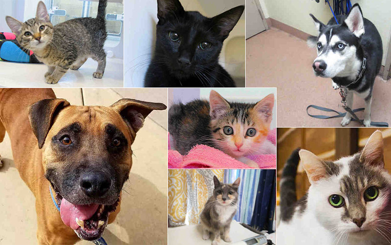 New Year’s resolutions for pet owners