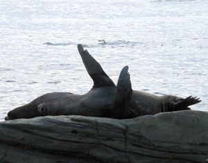Children’s Pool rope barrier to be appealed today