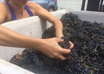 Surfers carry out ocean pollution awareness with paddle around Ocean Beach Pier