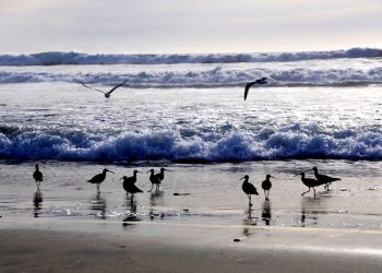 ReWild’s mission – to restore the bay and keep it accessible; public workshop set for June 14