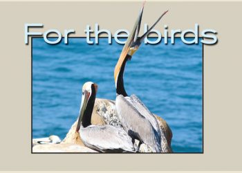 Hearing the tune of La Jolla’s music scene