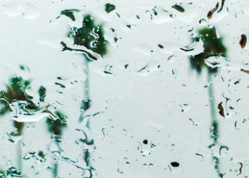 Bishop’s water polo goalie a born leader