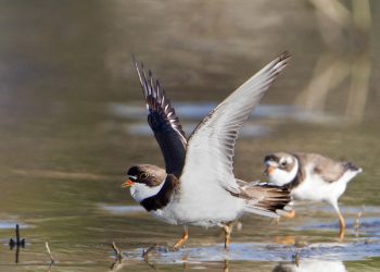 City of San Diego’s minimum wage increases to $12 on Jan. 1